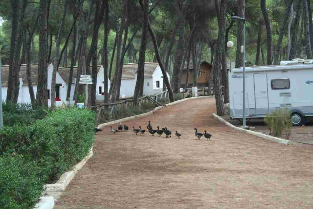 campingsenandalucia-dehesanueva