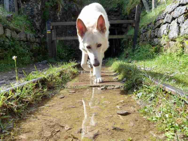 Generador Reducción parrilla Actividades y lugares para visitar con perros en Asturias | Vicente Velasco  Seguros