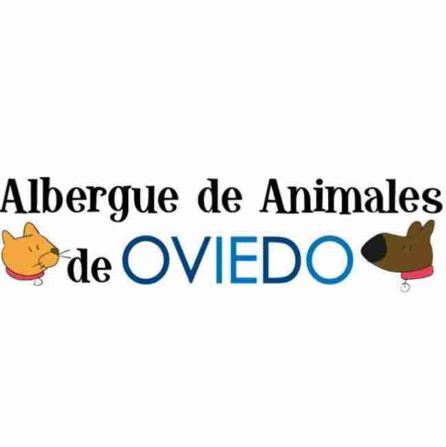 Albergue de animales de oviedo donde adoptar perros en Asturias Vicente velasco 