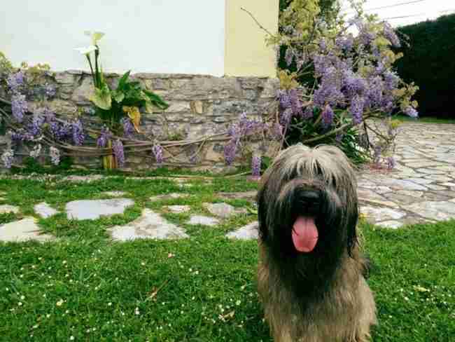 Viajar con mascotas: hoteles rurales que admiten perros en Asturias