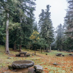 Bosque-de-Baricauba-pirineos-catalanes-valle-de-aran