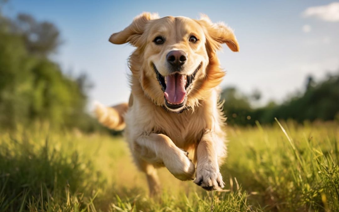 Verano 2018: playas para perros en Asturias